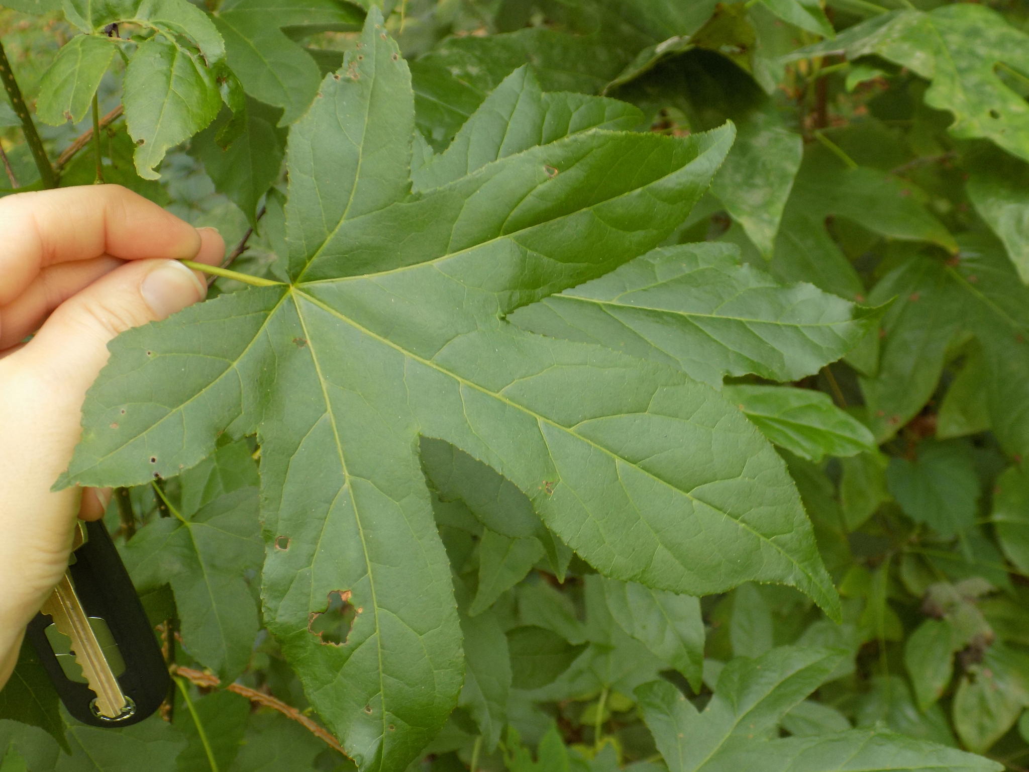 Liquidambar styraciflua